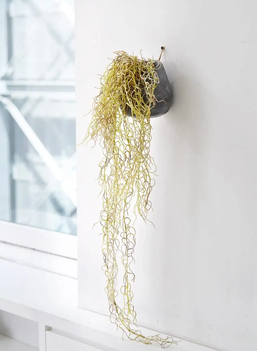 Spanish moss on driftwood wall