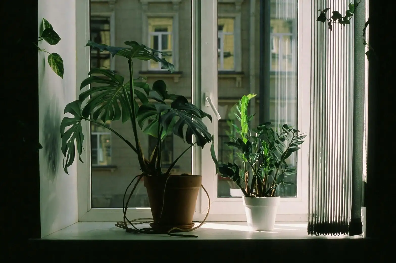 ornamental pepper south window sunlight