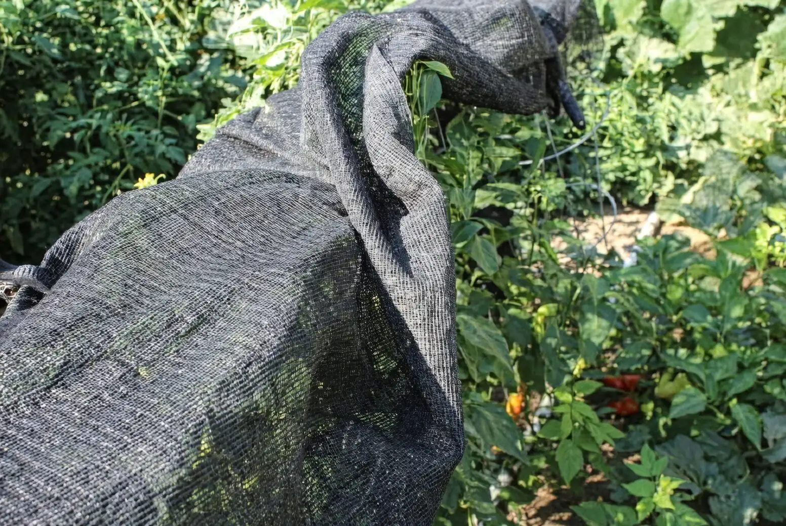 ornamental pepper balcony shade cloth fan