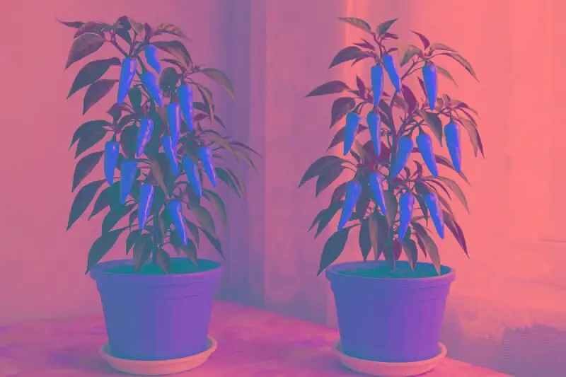 ornamental pepper indoor winter south window