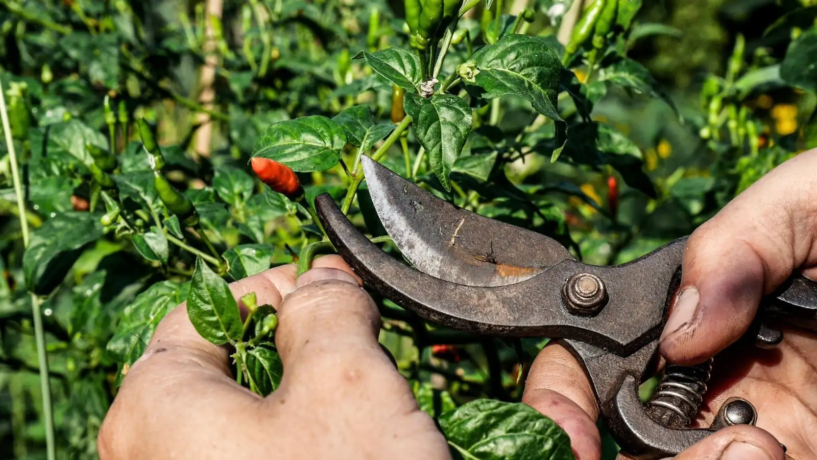 ornamental pepper pruning hands