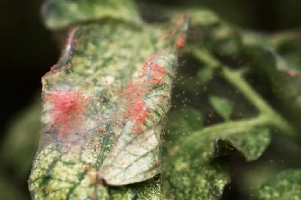 ornamental pepper spider mites close up