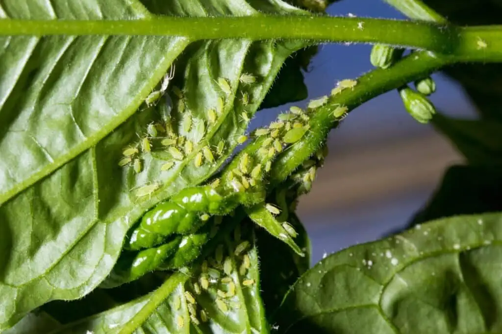 ornamental pepper aphids on shoots