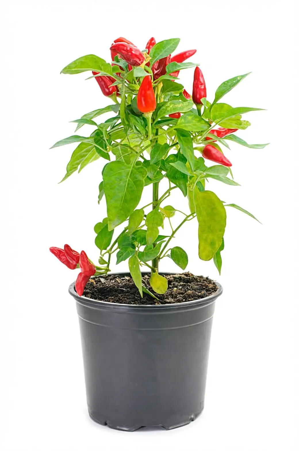 ornamental pepper anthracnose fruit lesion
