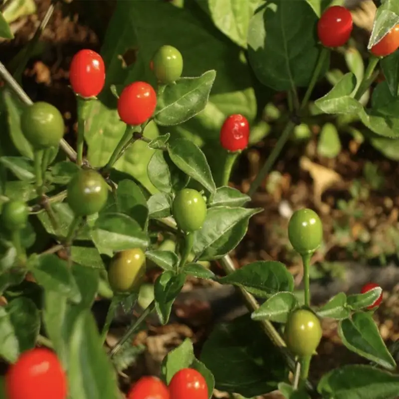 Capsicum annuum wild Mexico habitat