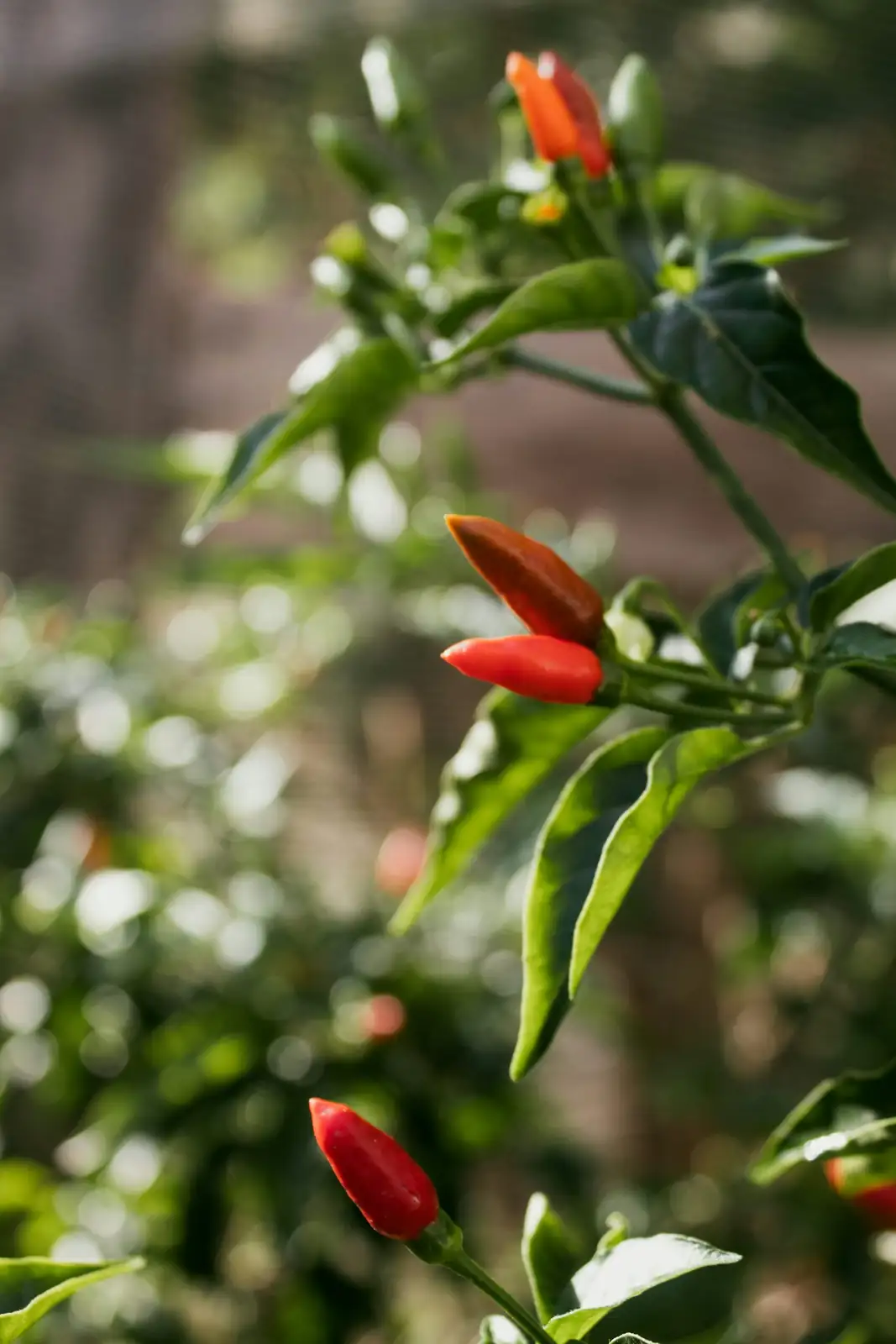 ornamental pepper color stages close-up