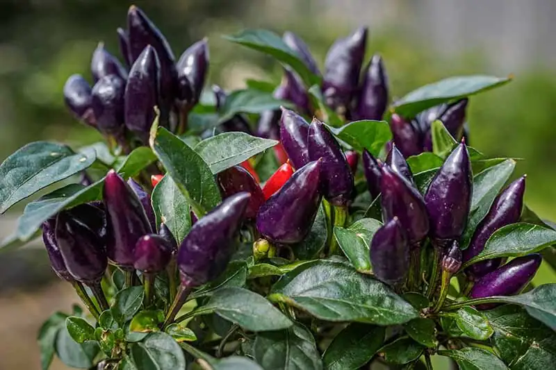 ornamental pepper purple fruit close-up