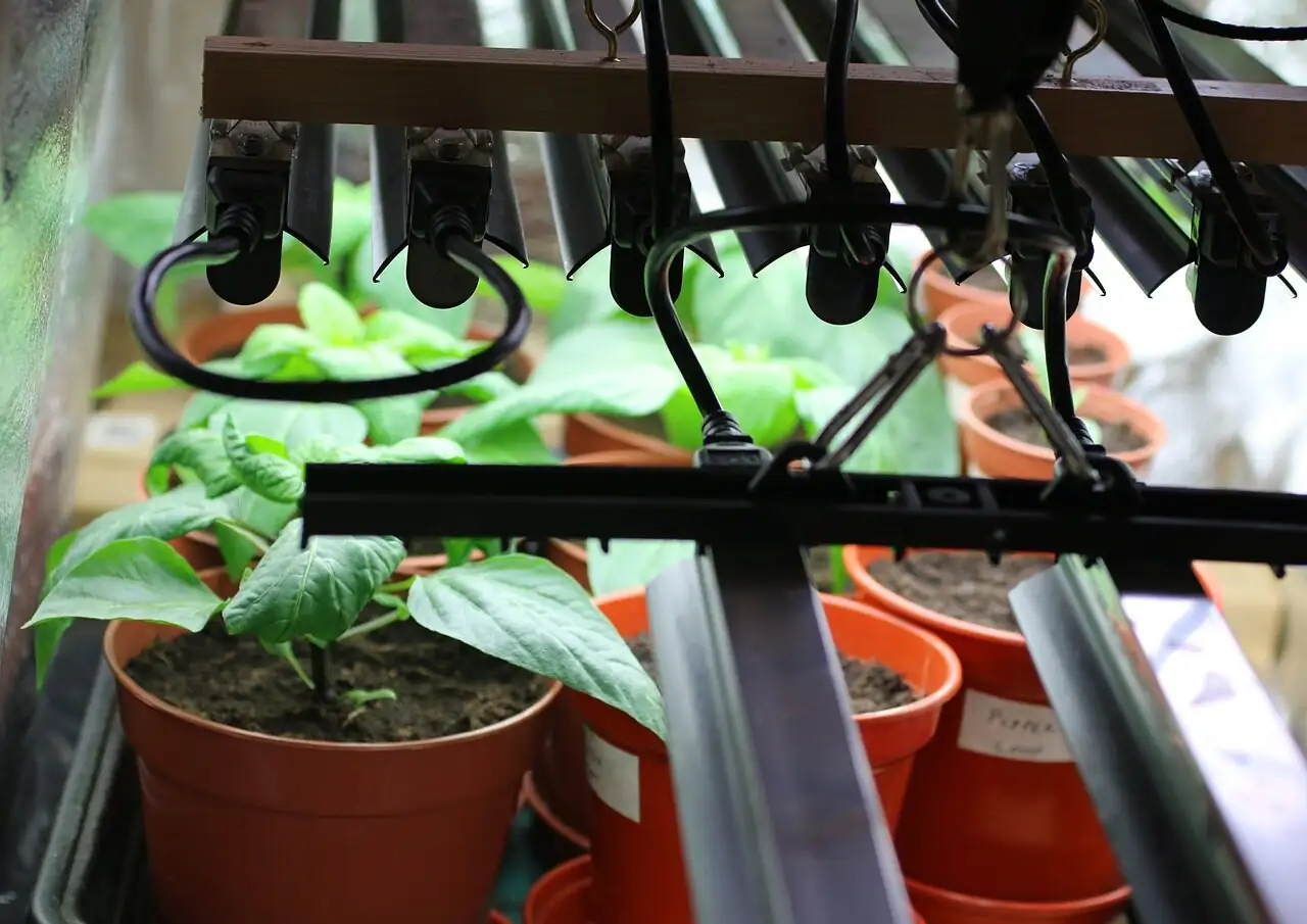 ornamental pepper under LED grow light