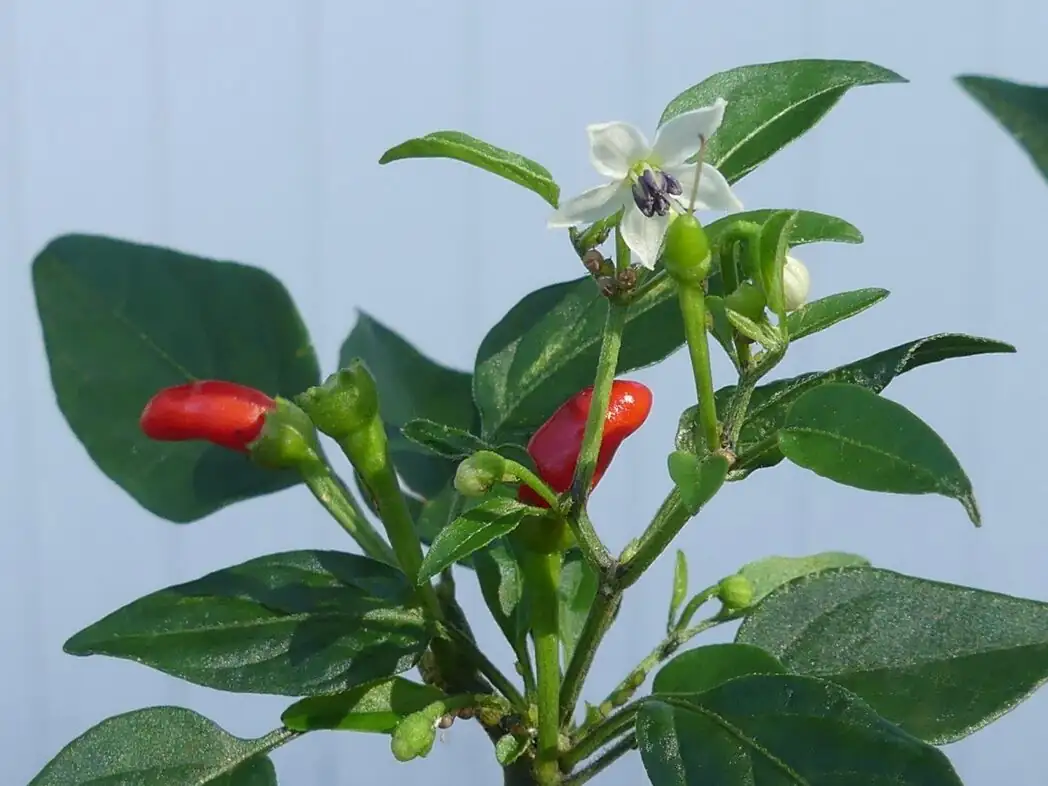 bird eating ornamental pepper fruit