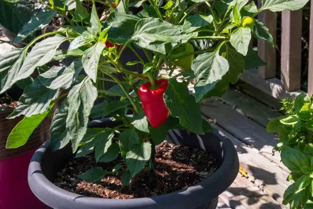 ornamental pepper balcony full sun