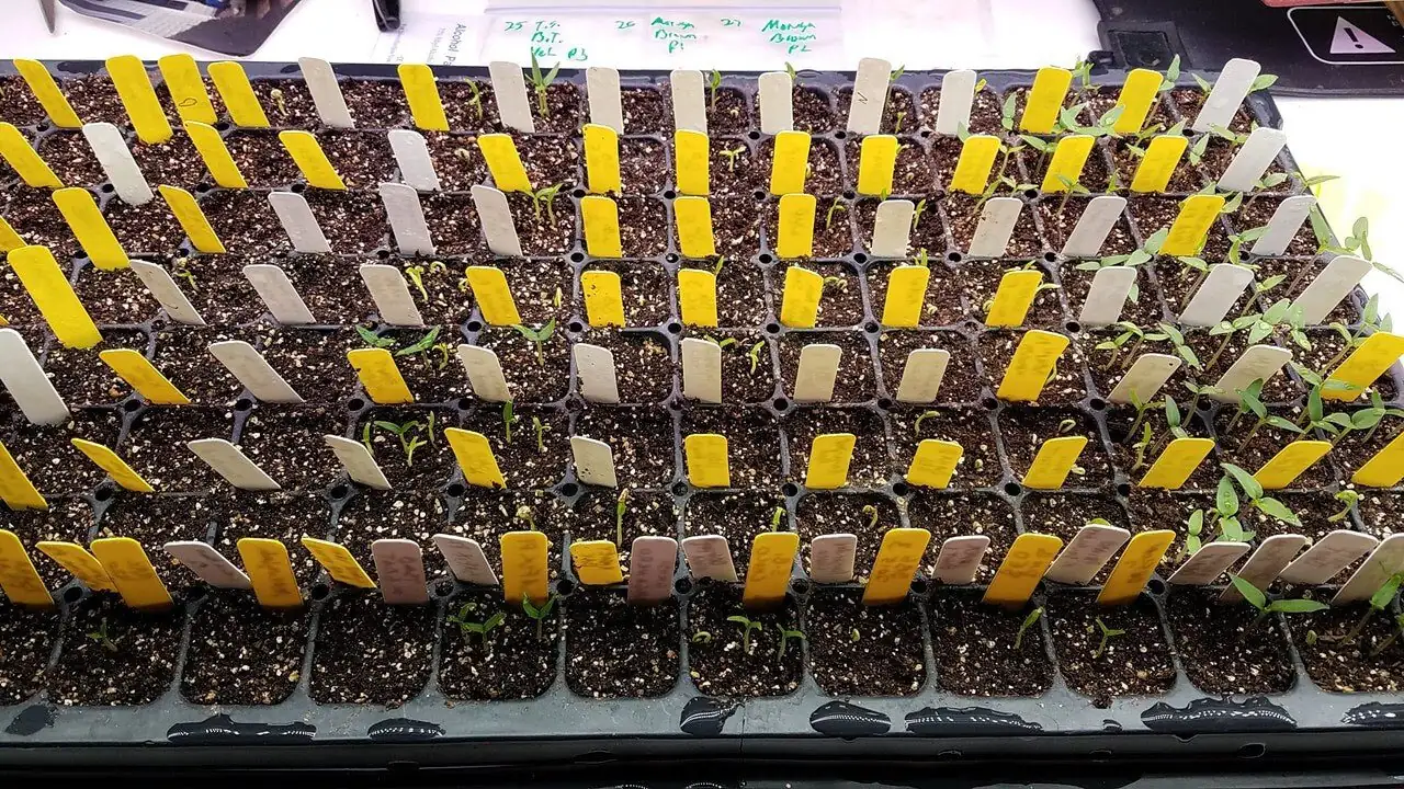 ornamental pepper seeds germination tray