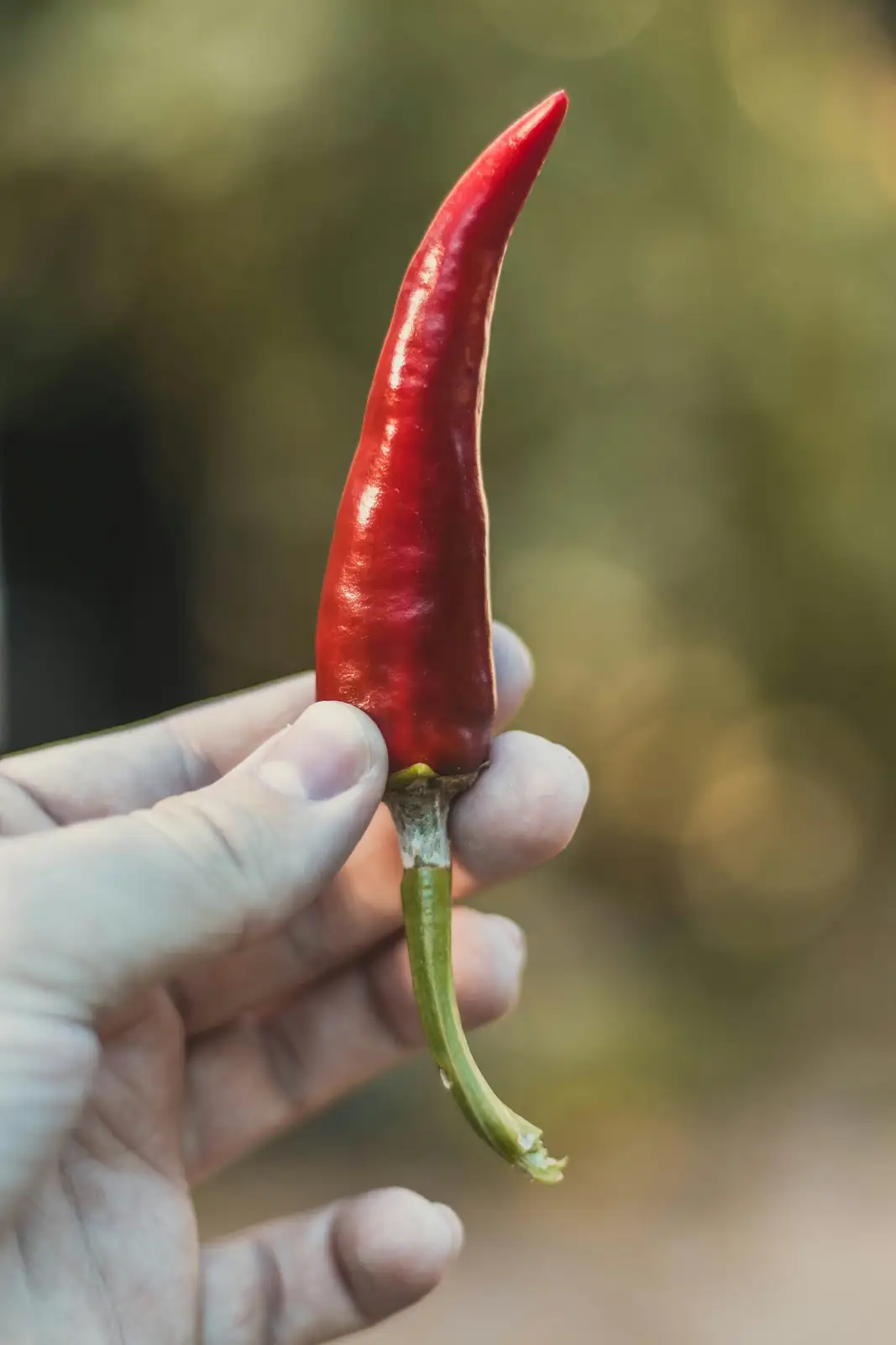 ornamental pepper pinching top hand