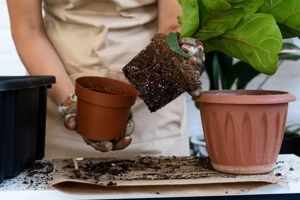 ornamental pepper transplanting into pot