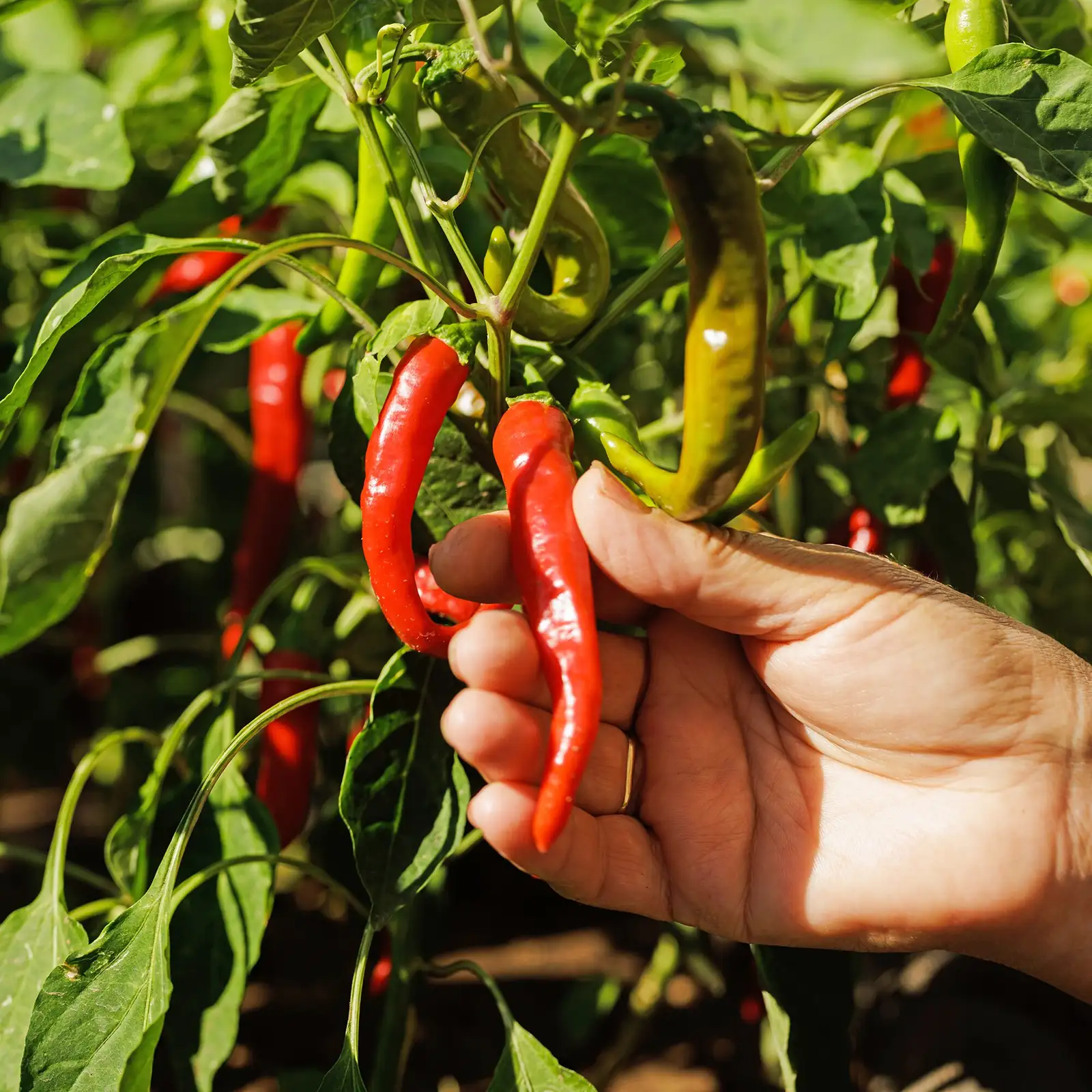 ornamental pepper thinning flowers hand