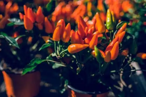 ornamental pepper side lighting close-up