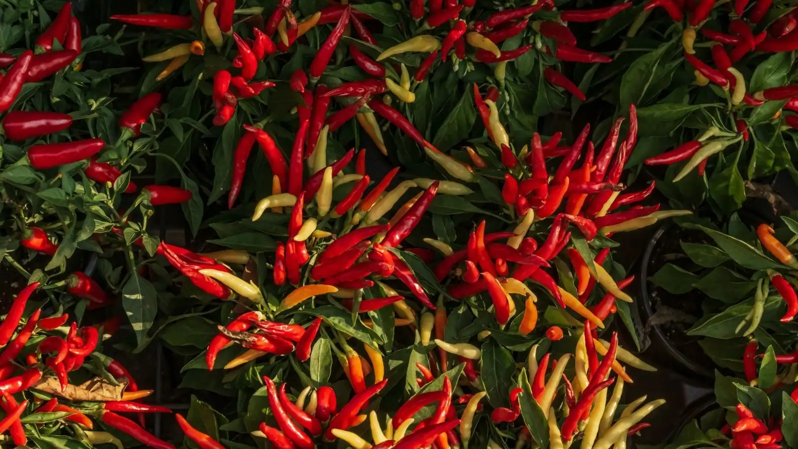 ornamental pepper away from fruit bowl