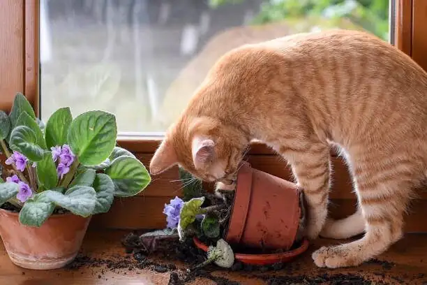 ornamental pepper high shelf cat