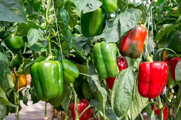 ornamental pepper hand pollination