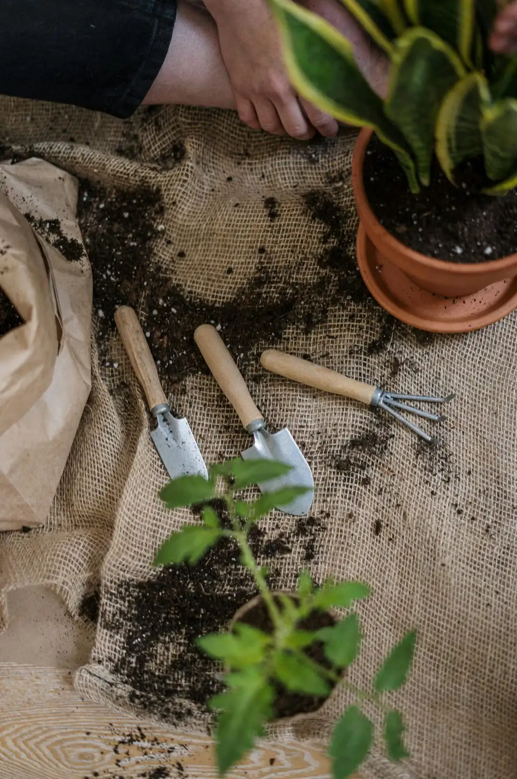 ornamental pepper watering can soil