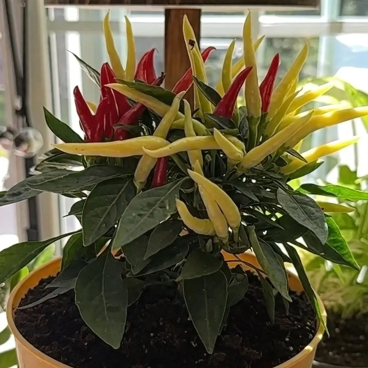 ornamental pepper sunny south window