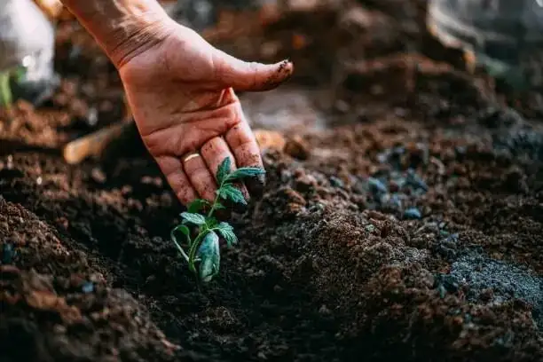 ornamental pepper seedlings transplanting pot