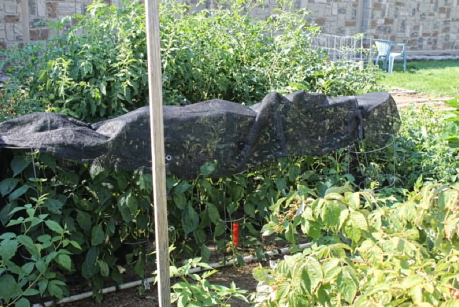 ornamental pepper misting shade cloth