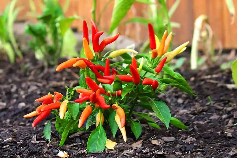 ornamental pepper fruit color change close-up