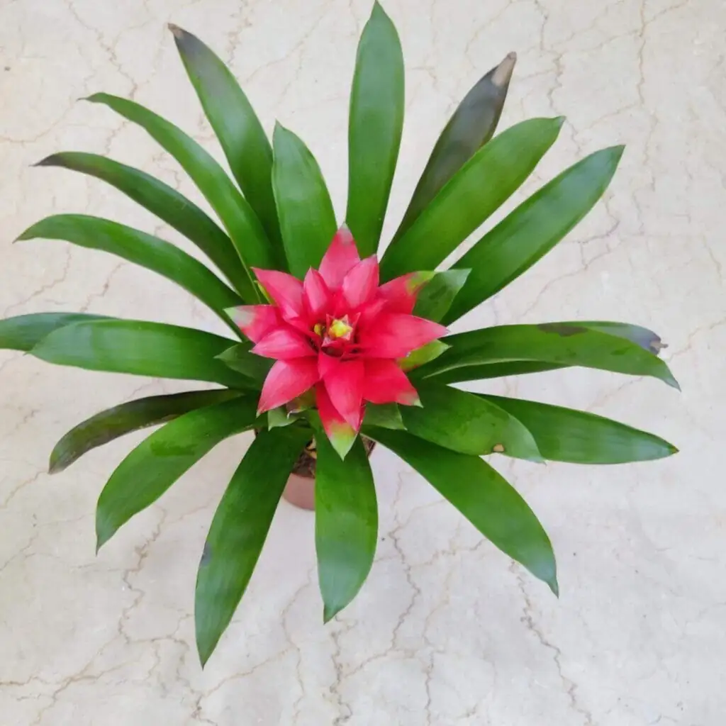 guzmania east window bright light