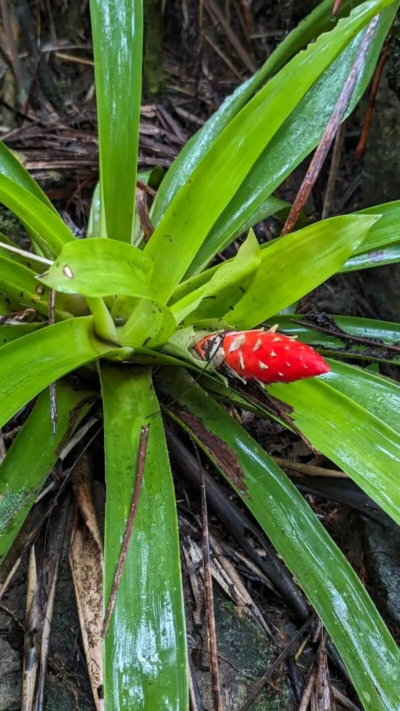 guzmania offsets division propagation