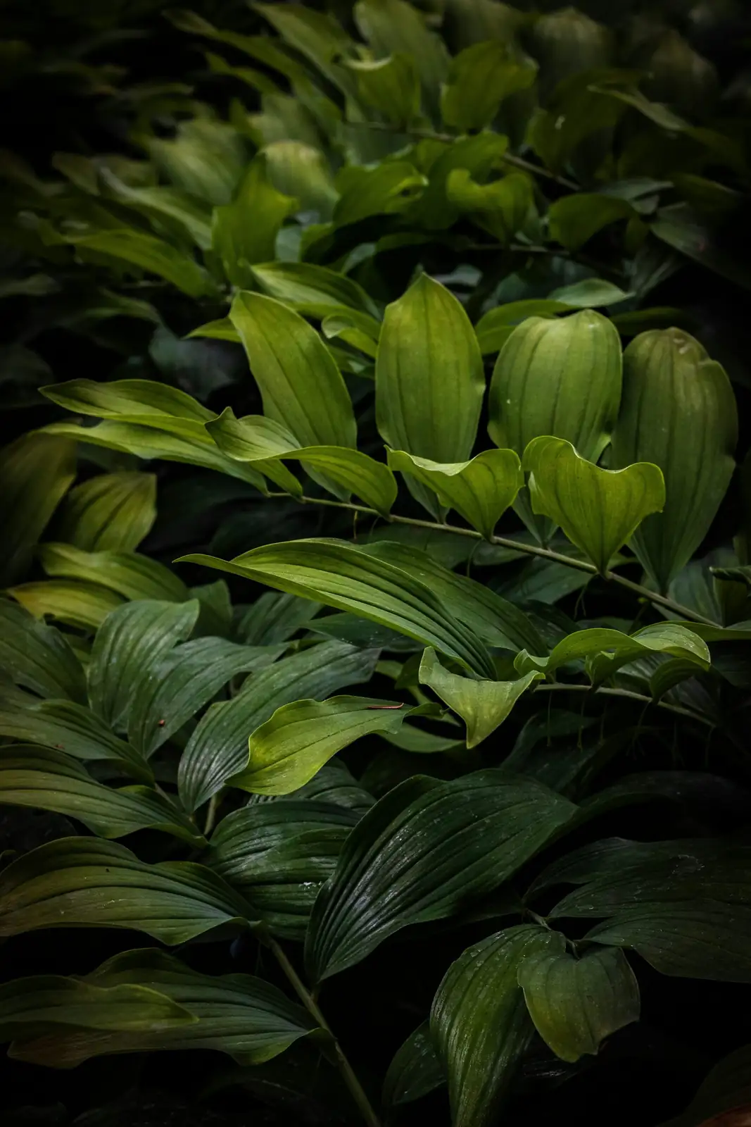 guzmania leaf tank close-up