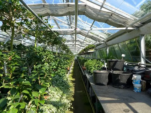 guzmania varieties nursery display