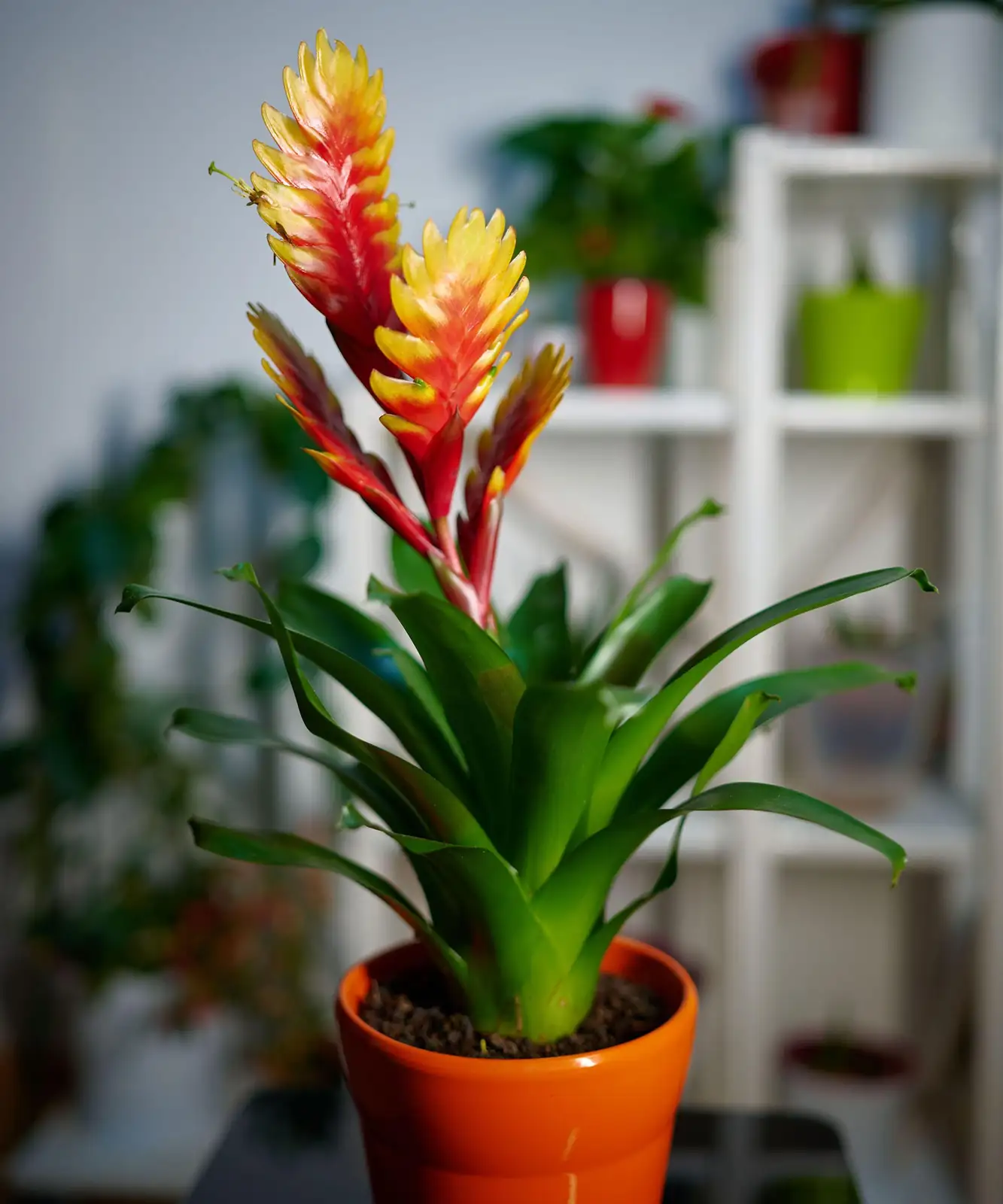 scarlet star bromeliad new year display