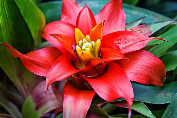 guzmania red bracts flower close up