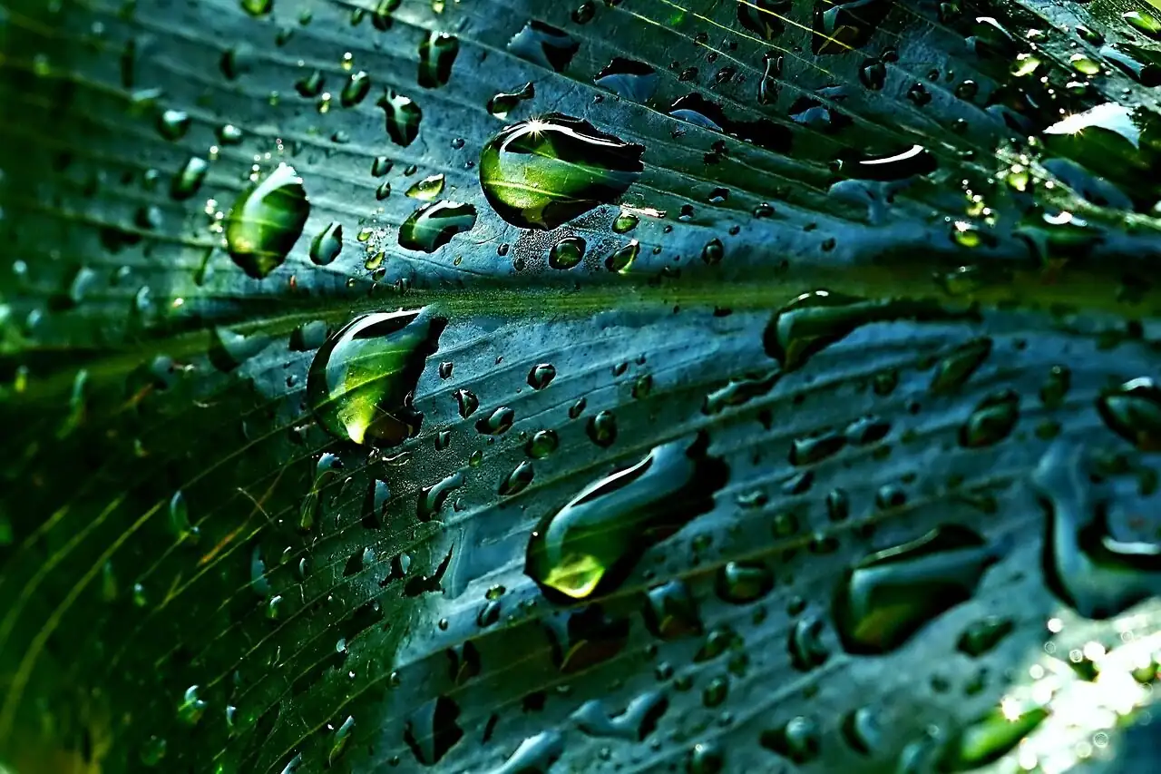 guzmania leaf cup water detail