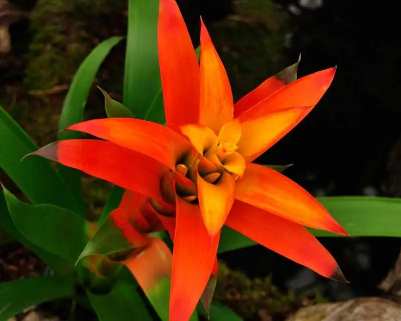 guzmania red bract close-up flower