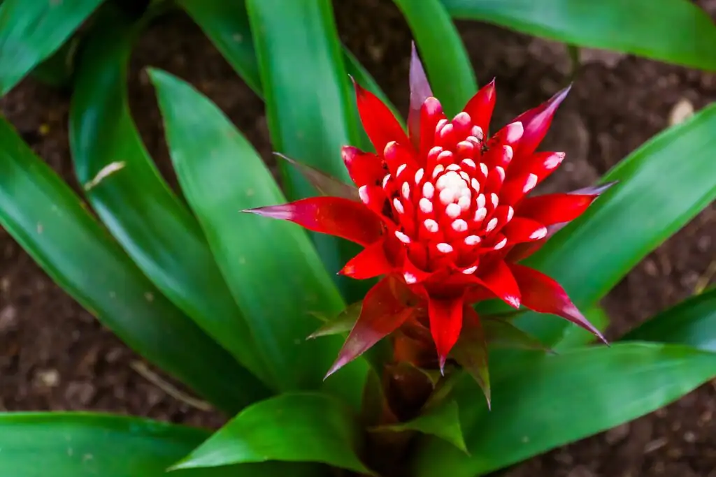 guzmania watering leaf cup hands