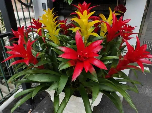 不等开败再动手：侧芽多快能分？鸿运当头繁殖大师课