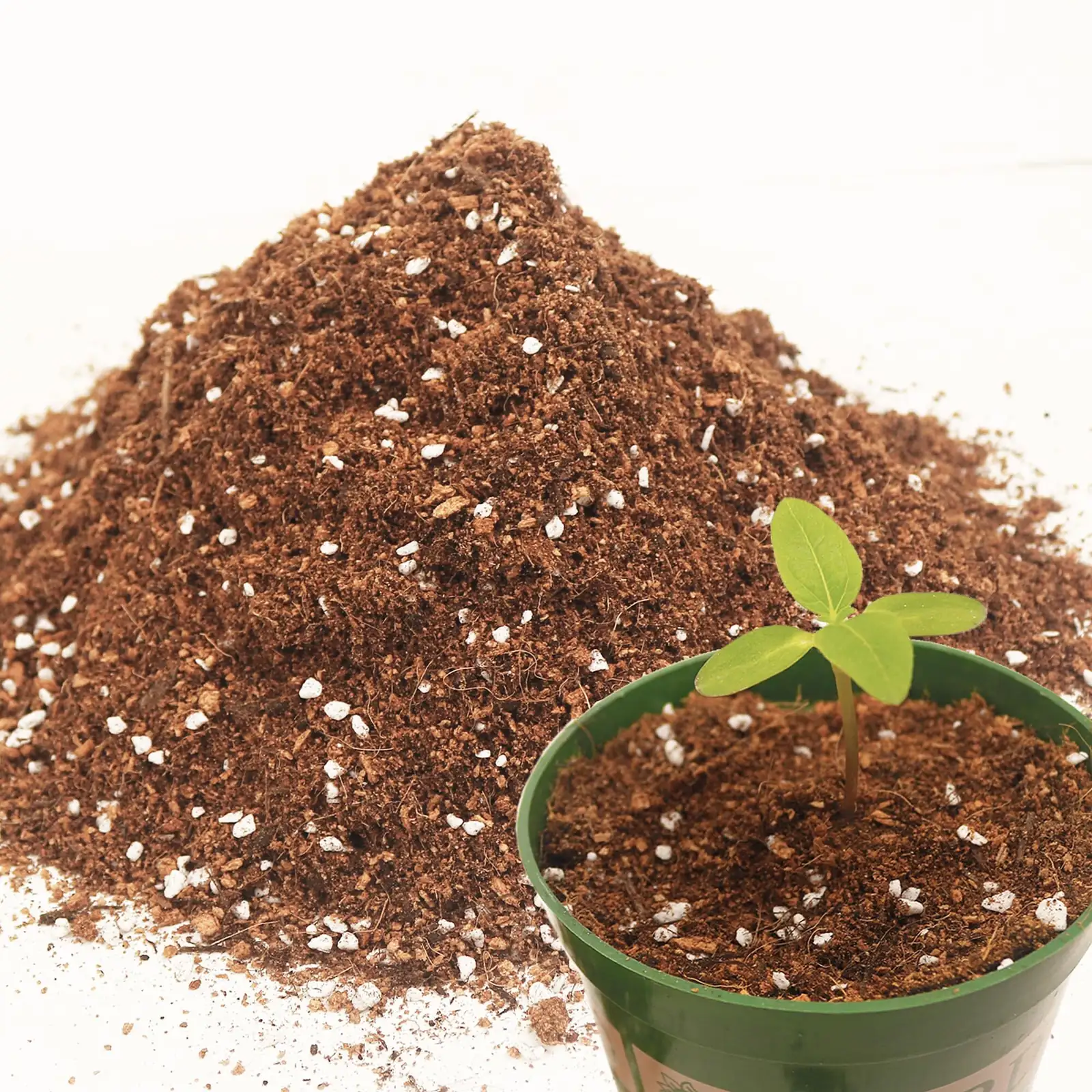 guzmania potting mix perlite