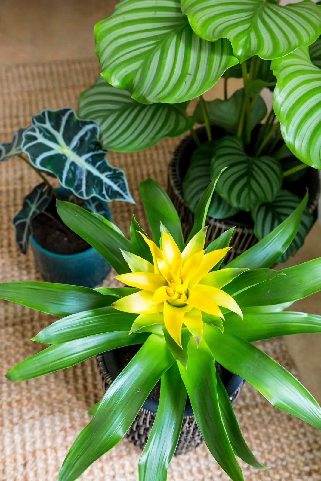 guzmania leaf cup watering
