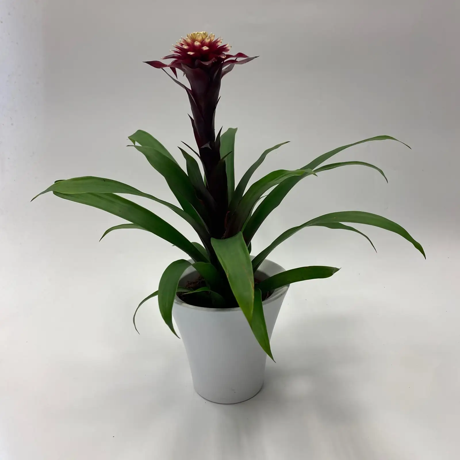 guzmania white pot modern interior
