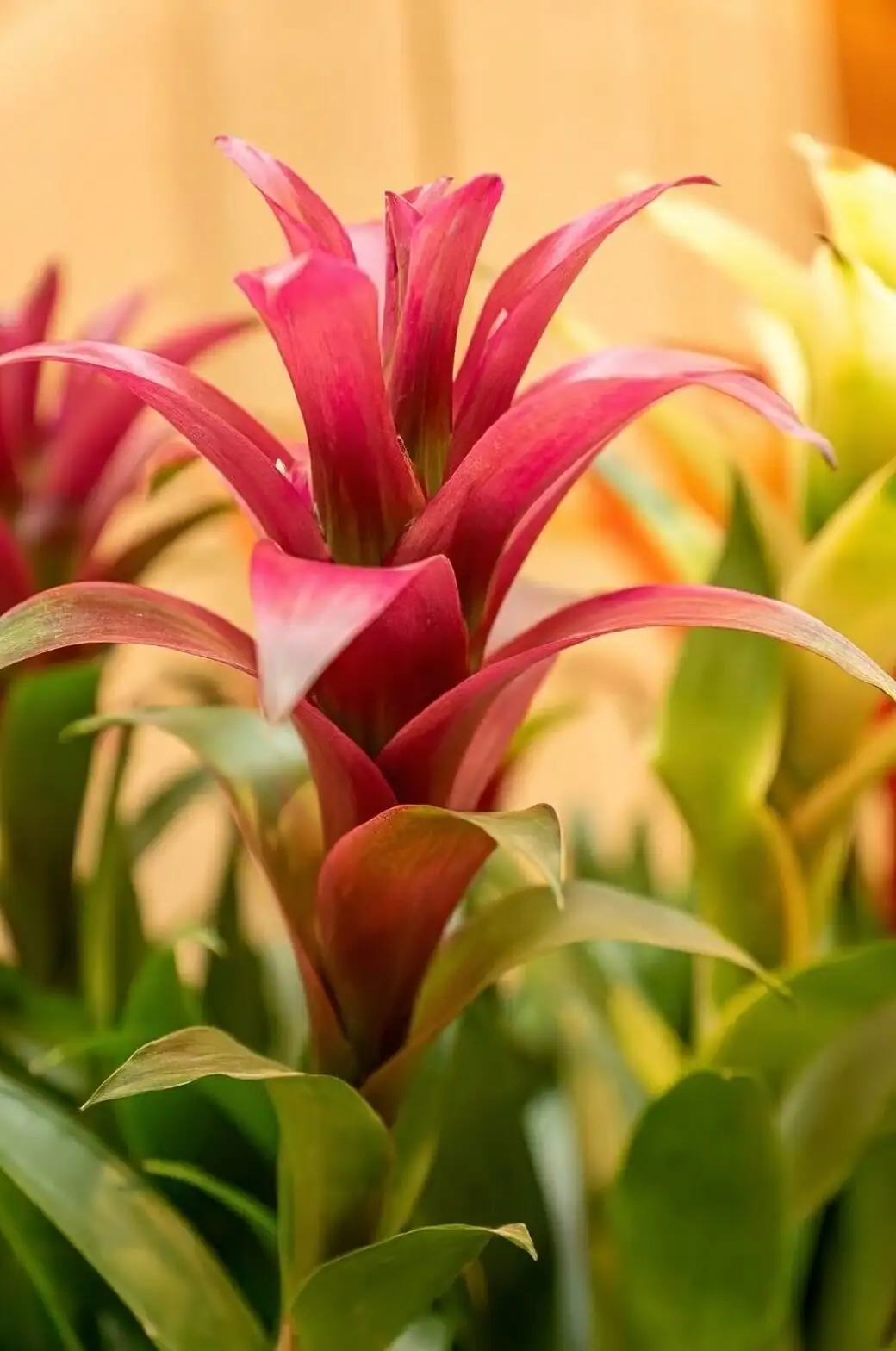 guzmania leaf cup close-up