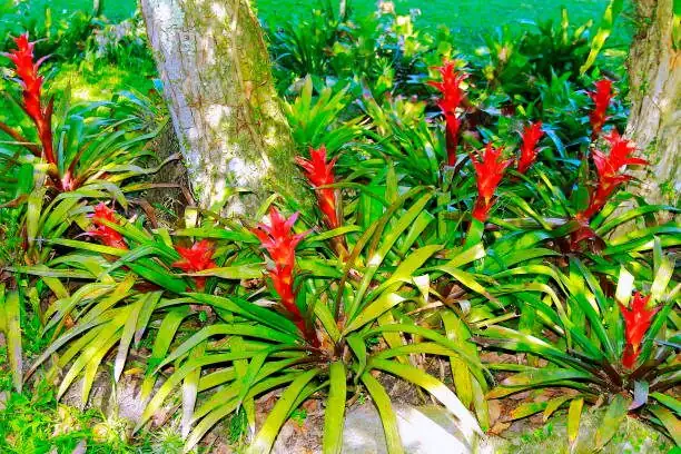 guzmania pup roots close-up