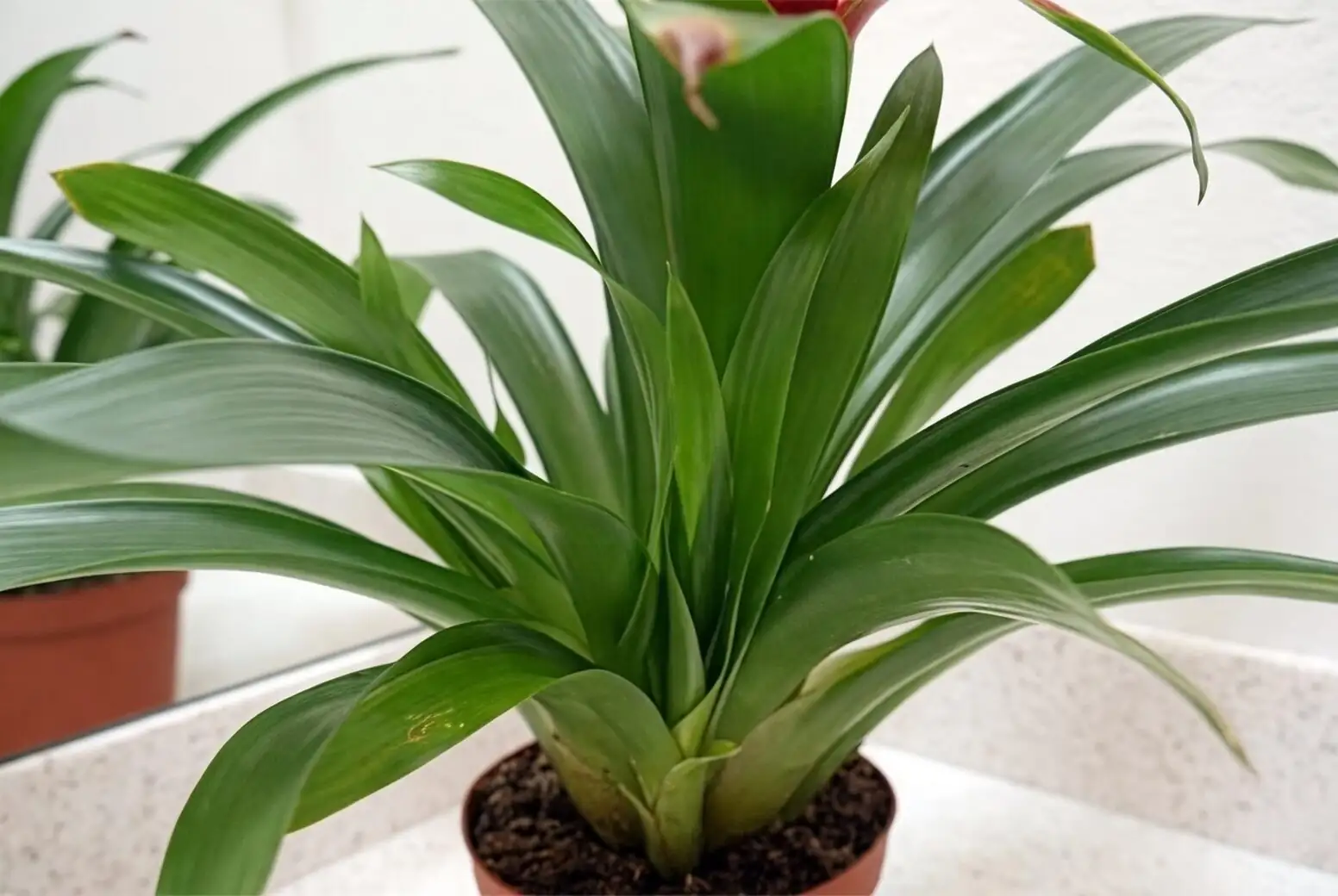 guzmania pup separation cut
