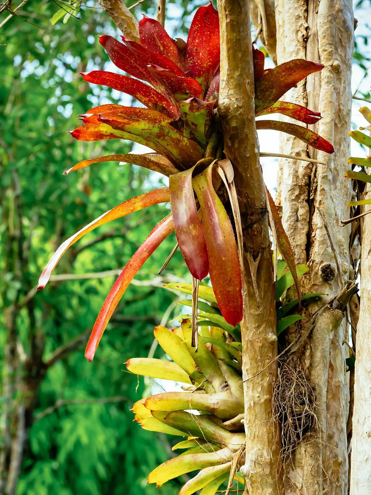 guzmania leaf cup water close-up