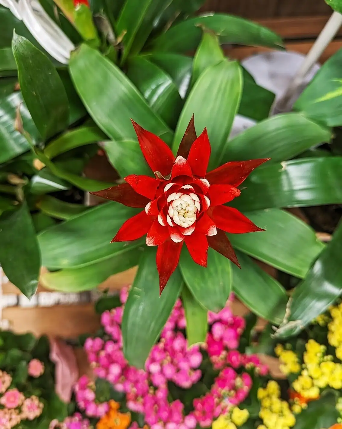 guzmania upright inflorescence inspection