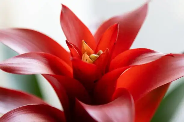 scarlet star guzmania south window sun