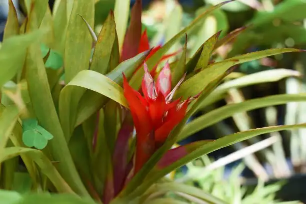 scarlet star guzmania offset division