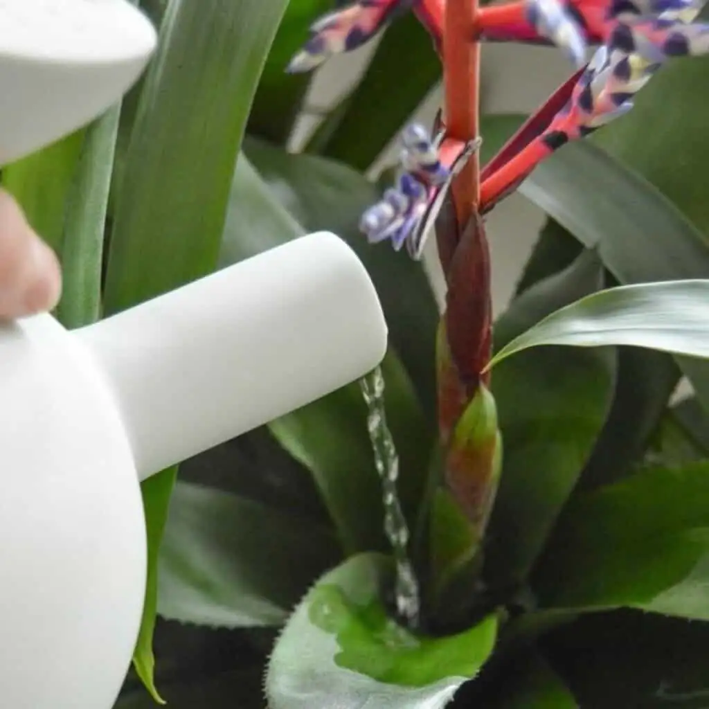 guzmania draining leaf cup sink