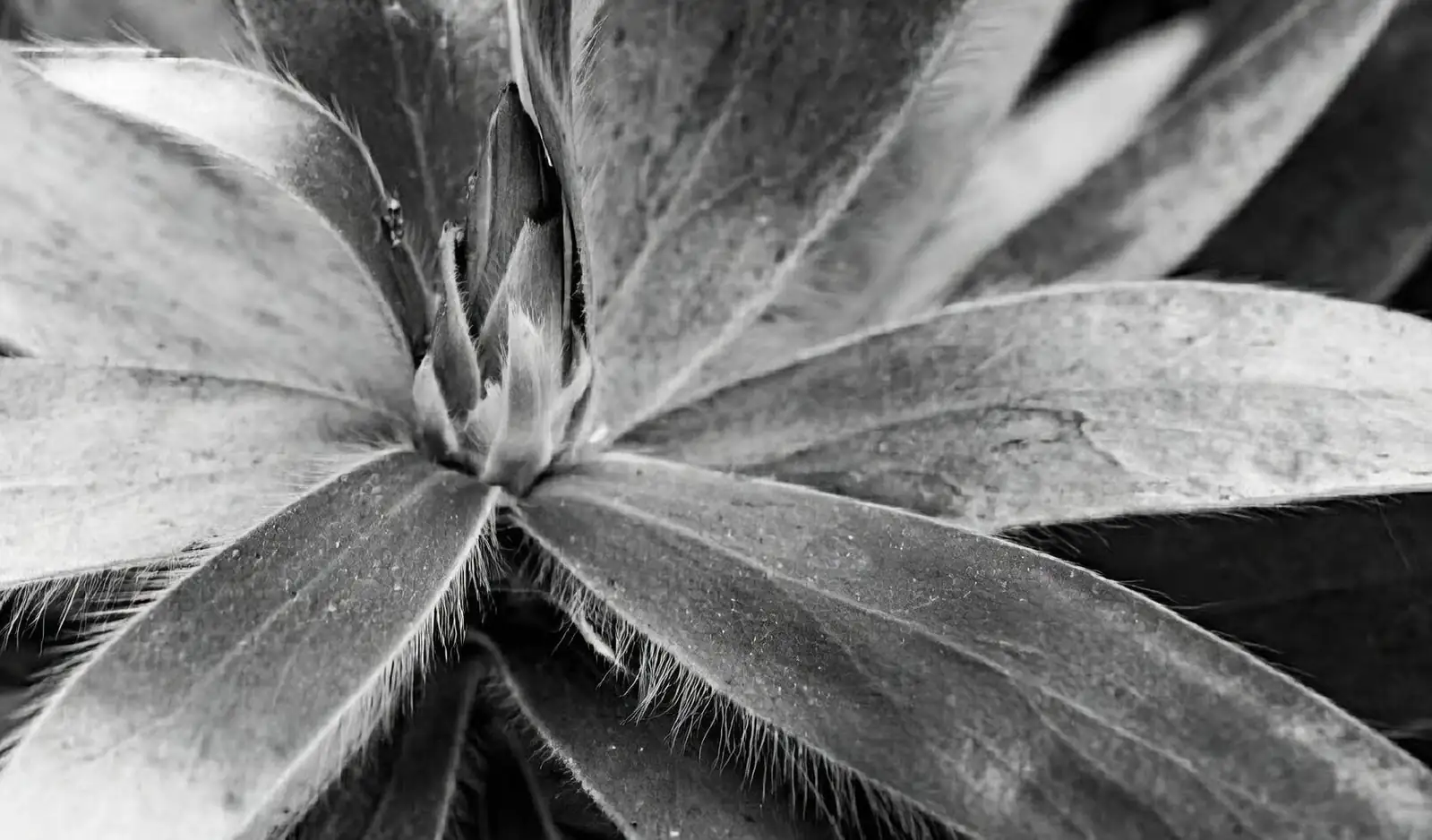 guzmania leaf cup syringe