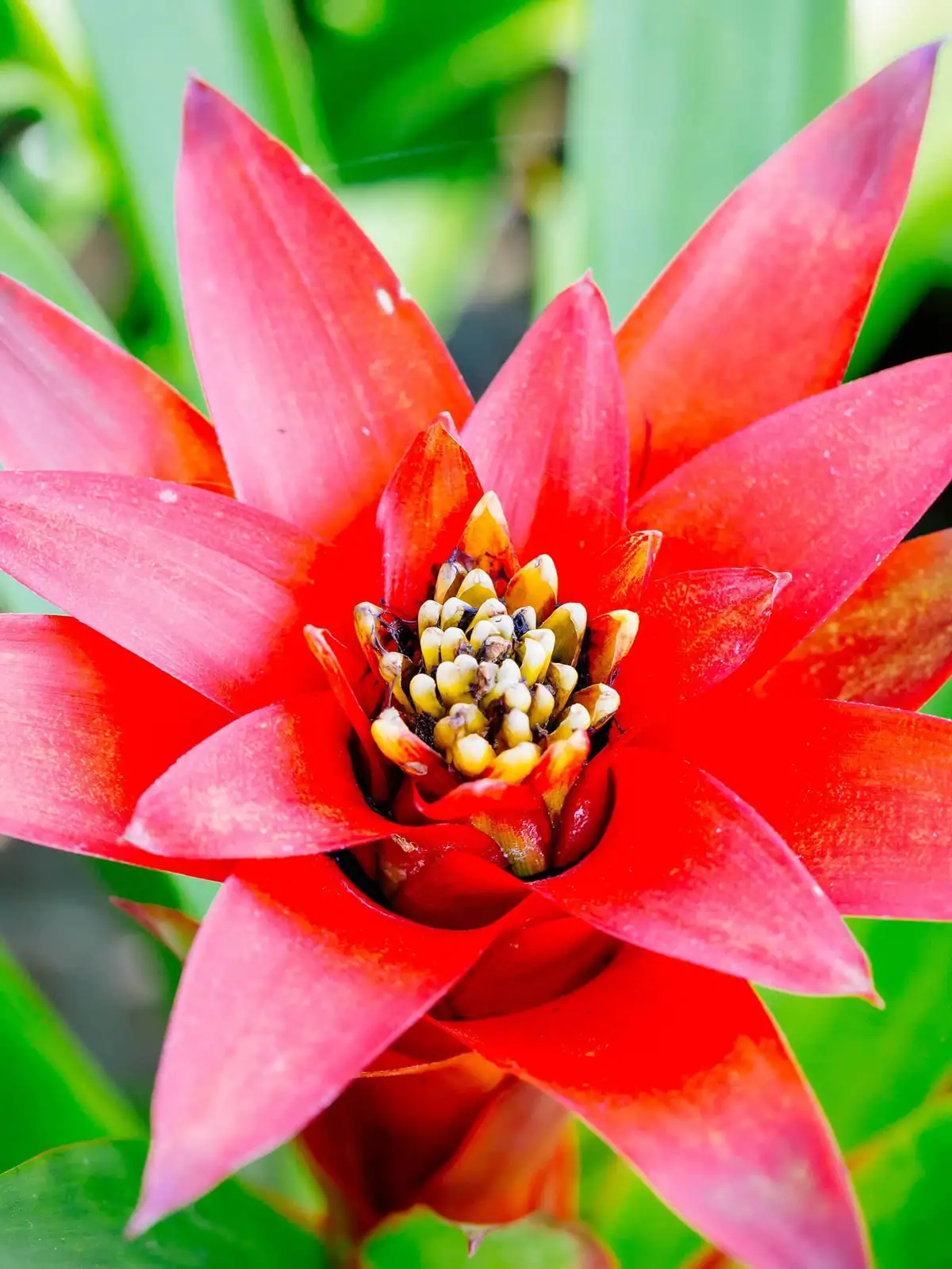 guzmania leaf cup algae close-up